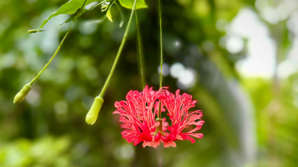 Kew Gardens